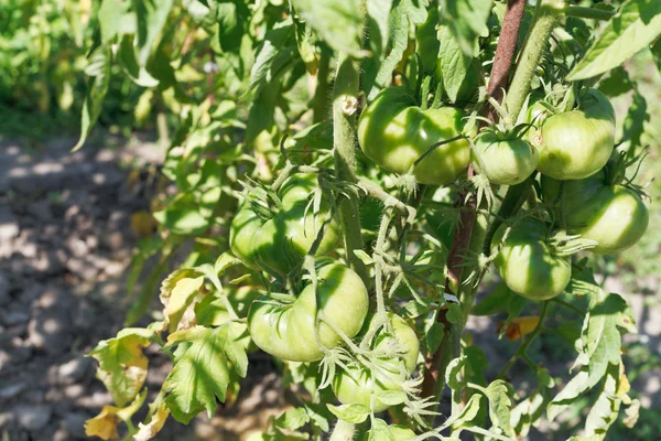 Grön tomat buske i trädgården — Stockfoto