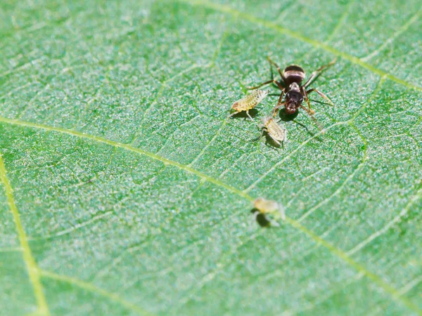 Ant の葉の上のいくつかのアブラムシの牧草地します。 — ストック写真