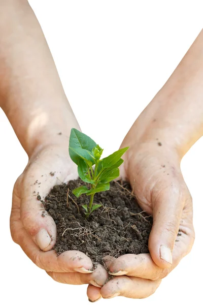 Soil and green sprout in peasant hands — Stock Photo, Image