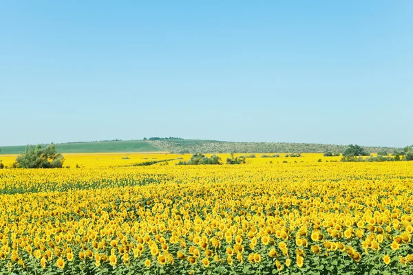 Gelbe Sonnenblumenplantage in Hügel des Kaukasus — Stockfoto