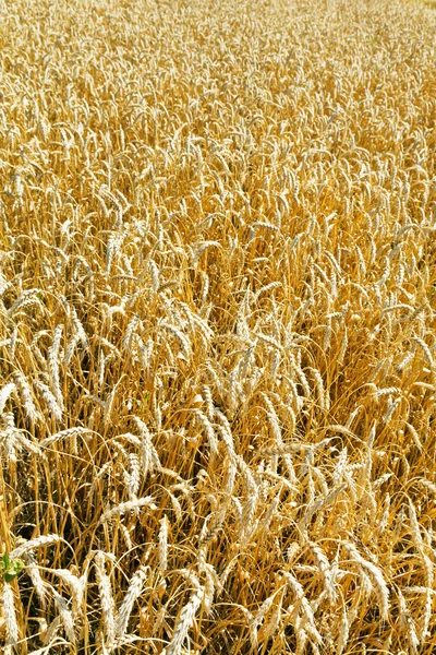 Ears of ripe wheat in field — Stock Photo, Image