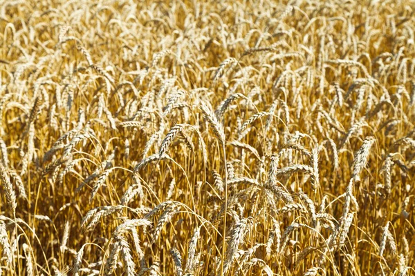 Espigas de trigo maduro perto da plantação — Fotografia de Stock