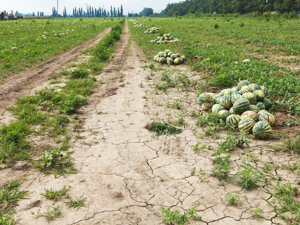 Letiště Melon field s hromady zralé melouny — Stock fotografie