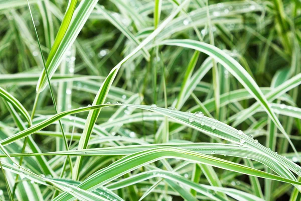 Natte groene bladen van carex morrowii japonica — Stockfoto