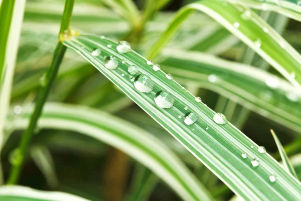 Regendruppels op de groene bladeren van carex close-up — Stockfoto