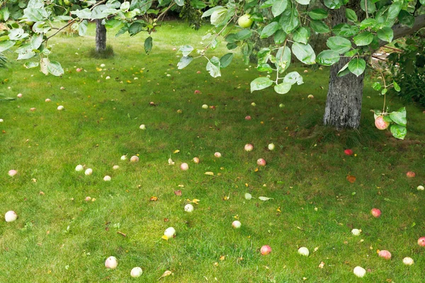 Manzanas maduras se encuentran en la hierba verde bajo el manzano — Foto de Stock