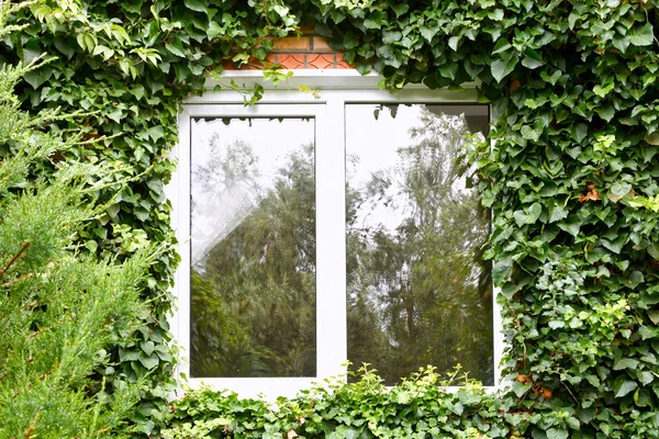 Green ivy around new plastic window — Stock Photo, Image