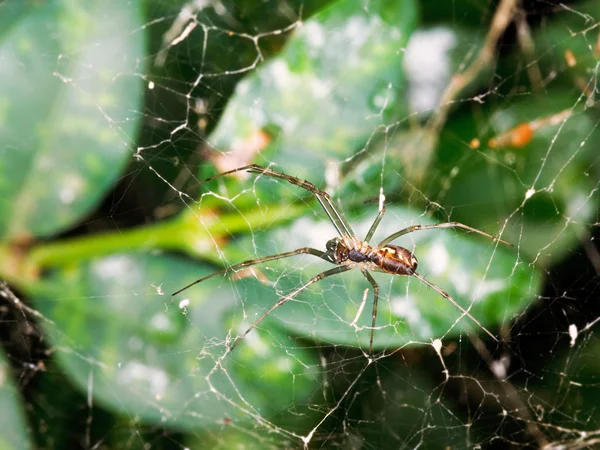 Spider on cobweb between boxwood leaves — Stock Photo, Image