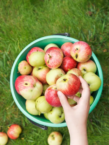 女孩收集熟透了的苹果在桶子里的花园里 — 图库照片