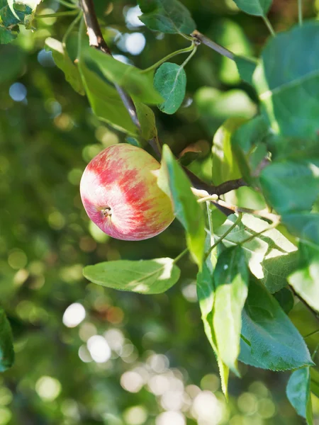 Красное спелое яблоко на зеленой ветке — стоковое фото