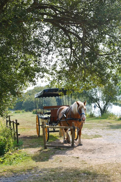 Cavalo com carruagem na aldeia — Fotografia de Stock