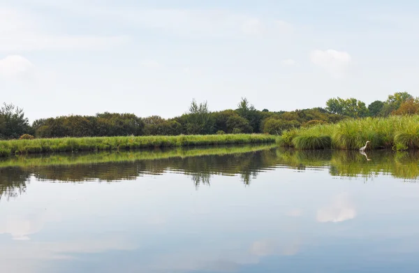 Volavka popelavá poblíž zelený břeh Briere Marsh, Francie — Stock fotografie