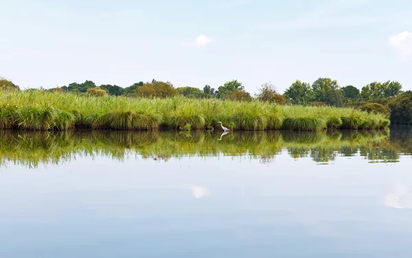 Volavka popelavá poblíž zelený ostrov Briere Marsh, Francie — Stock fotografie