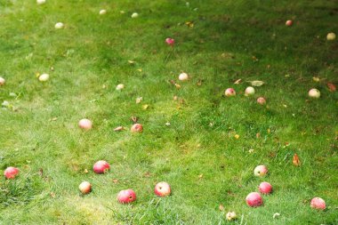 Kırmızı Olgun elma yeşil çim üzerinde yalan