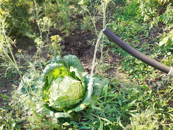 Watering cabbage from handshower in garden — Stock Photo, Image