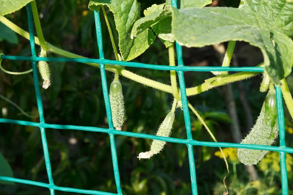 Vinstockar gurkor i trädgården — Stockfoto