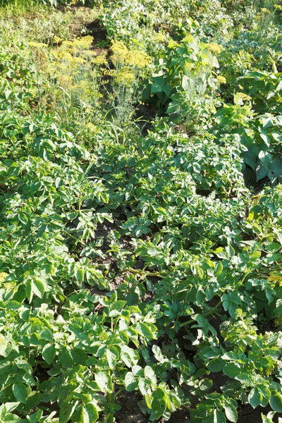 Aardappelen bedden in tuin — Stockfoto