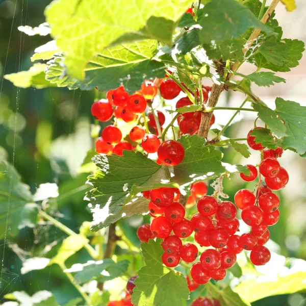 Red currant berries on green bush — Stock Photo, Image