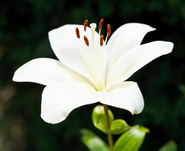 Flor fresca branca de Lilium candidum — Fotografia de Stock
