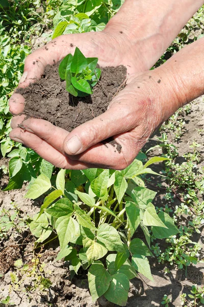 Gamla mannen händerna med handfull jord med gröna sprout — Stockfoto
