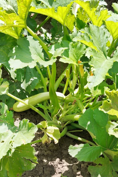 Reifer Kürbis in Blättern im Garten — Stockfoto