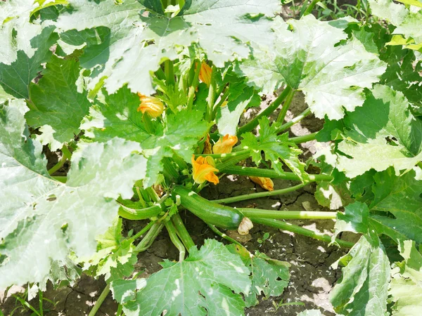 Regelmäßige Zucchini unter Blättern im Garten — Stockfoto