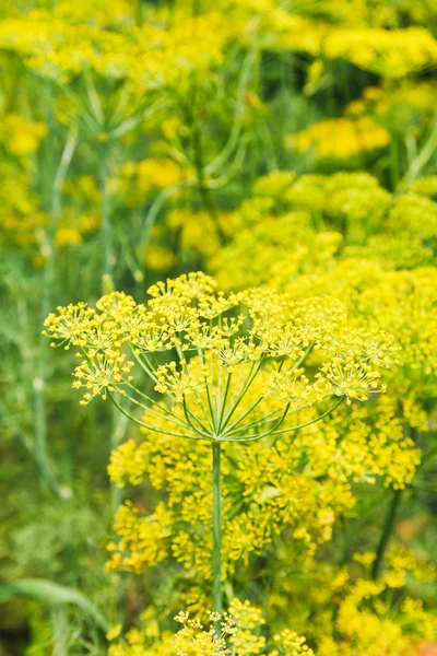 Žlutě kvetoucí byliny kopr — Stock fotografie