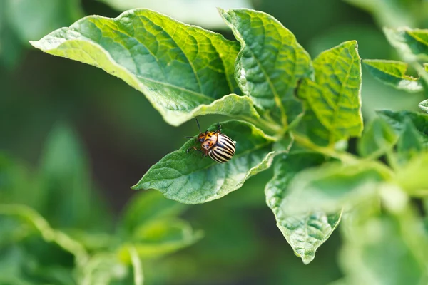 Colorado potato beetle eating potatoes — Stock Photo, Image