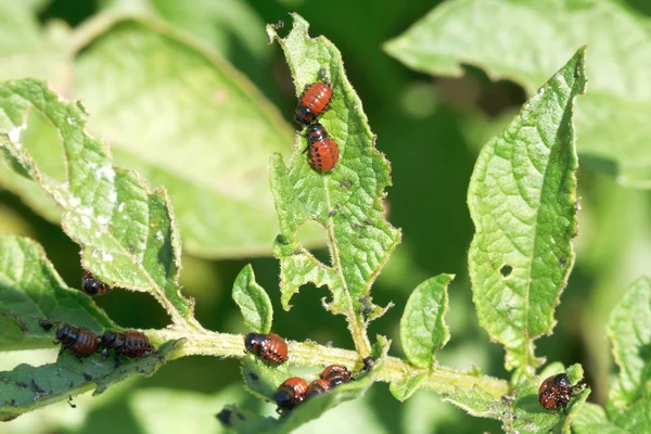 Potato bug larva in potatoes leaves — Stock Photo, Image