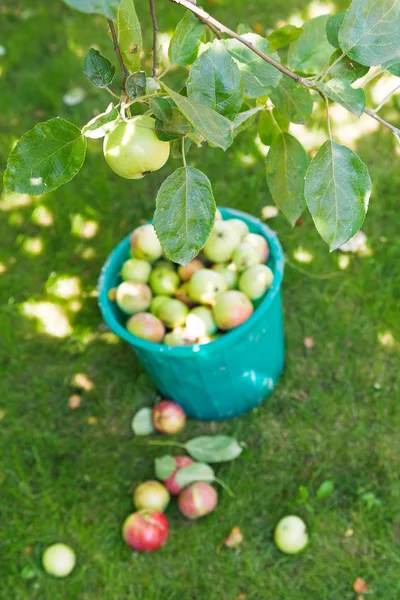 Ernte im Obstgarten und Eimer mit Äpfeln — Stockfoto