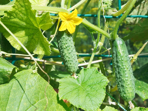 Verse komkommers op tuin in de zomer — Stockfoto