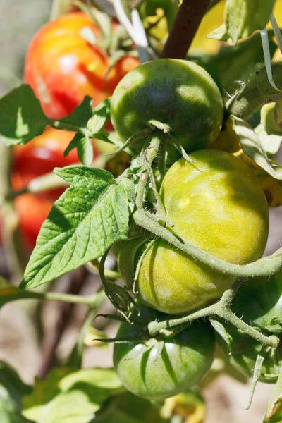 Green tomato plant close up in garden — Stock Photo, Image