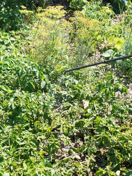 Transformation d'herbicide sur la plantation de pommes de terre — Photo