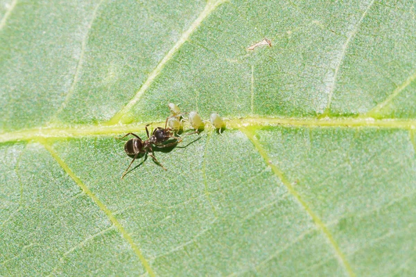Ant tending few aphids on leaf — Stock Photo, Image