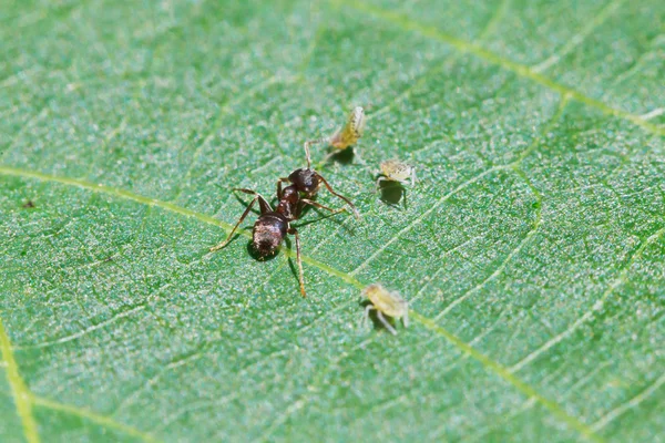 Ant grazing few aphids on leaf of walnut — Stock Photo, Image