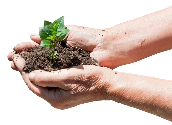 Peasant handful with soil and green sprout — Stock Photo, Image