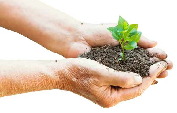 Soil and green sprout in old man hands — Stock Photo, Image