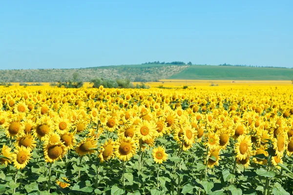 Gelbe Sonnenblumenfelder im Hügel des Kaukasus — Stockfoto