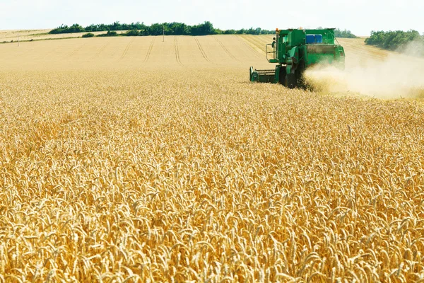 Harvesting yellow wheat in caucasus region — Stock Photo, Image