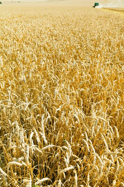 Ears of ripe wheat on plantation — Stock Photo, Image