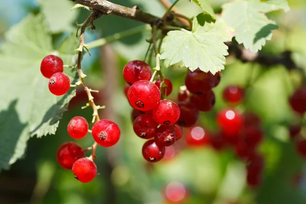 Porzeczki czerwone jagody zamknąć pod zielonych liści — Zdjęcie stockowe