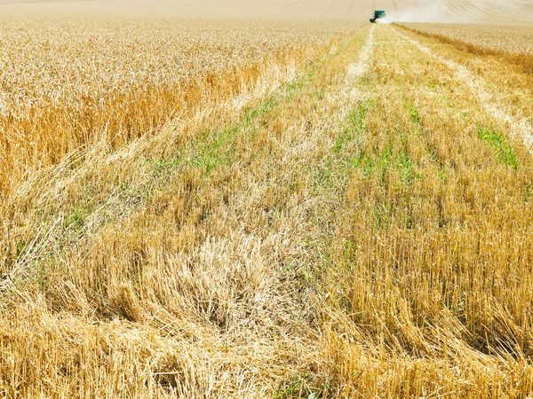 Harvested part in wheat field — Stock Photo, Image