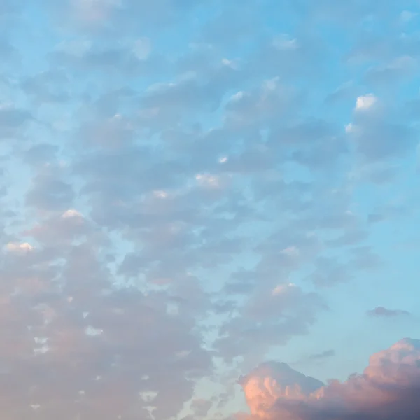 Muchas pequeñas nubes rosadas en el cielo azul del atardecer —  Fotos de Stock