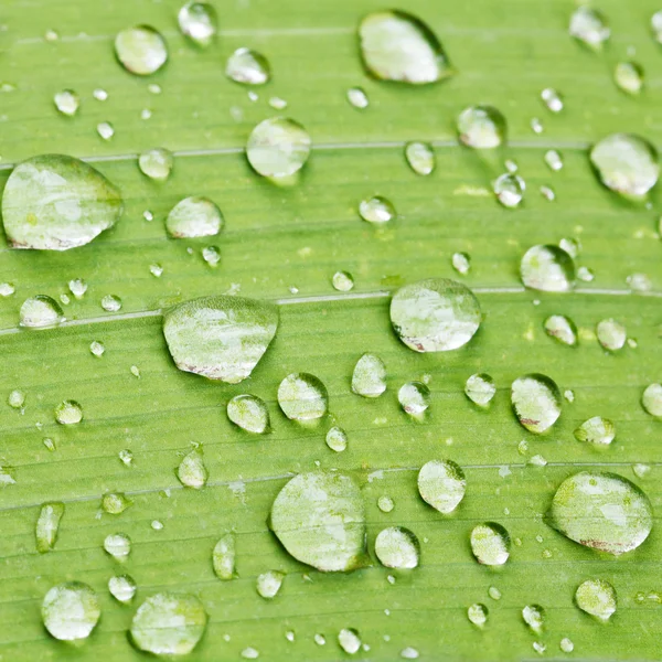 Regendruppels op groene blad van iris close-up — Stockfoto