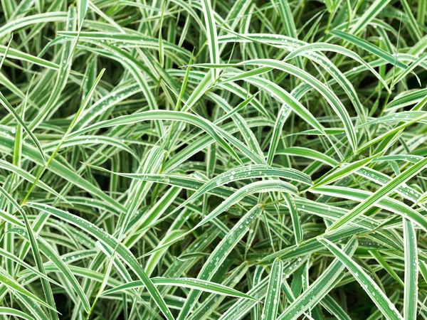 Natural background from wet green leaves of Carex — Stock Photo, Image