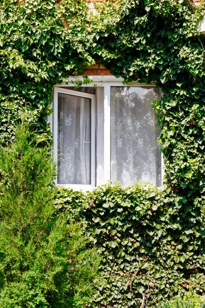 Green ivy around open window in rural house — Stock Photo, Image