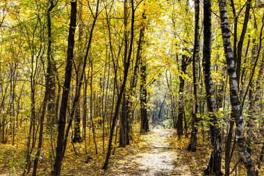 Güneşli bir sonbahar gününde şehir parkında güneşle aydınlanan patika.