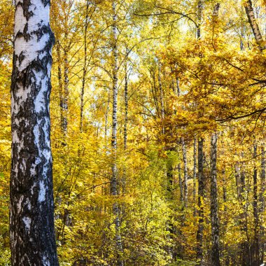 Sonbahar parkında güneşli bir sonbahar gününde güneşle aydınlatılan meşe ve huş ağaçlarının yemyeşil yaprakları.