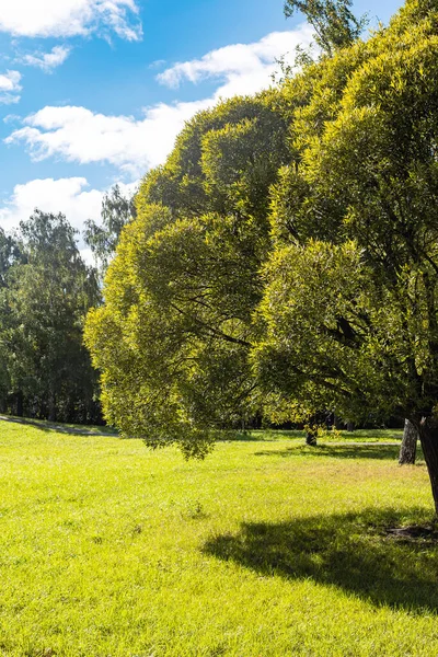 Césped Verde Ciudad Con Árboles Verdes Septiembre Soleado Día Después — Foto de Stock