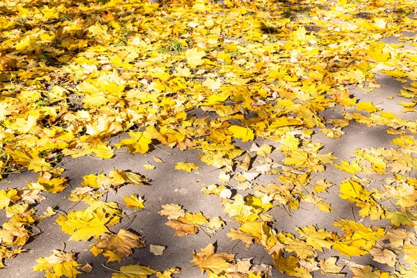 Fallna Gula Lönnlöv Belysta Solen Gångväg Staden Solig Höstdag — Stockfoto